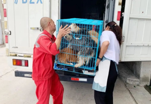 生活在古寺里的猫狗，常年听高僧念经一脸“佛”相，网友：看来熏陶不浅