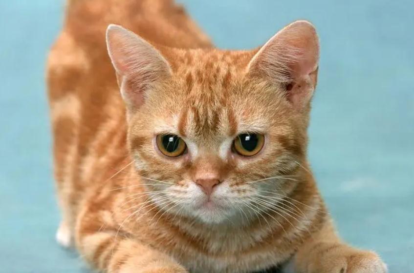 猫咪做绝育的最佳时间是什么时候
