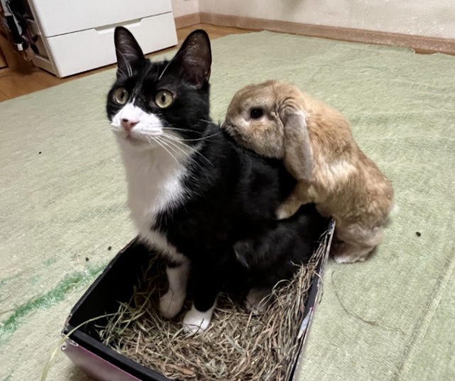 养了一只猫,又养了一只小兔子…于是猫猫就有了小兔子背包! 养了一只猫,又养了一只小兔子…于是猫猫就有了小兔子背包!