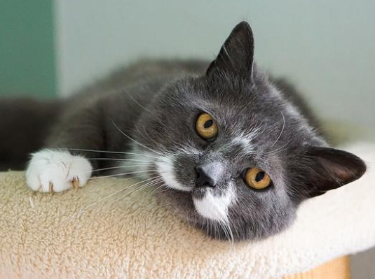 猫咪睡觉时睁着眼睛是正常的吗 猫咪睡觉时睁着眼睛是正常的吗