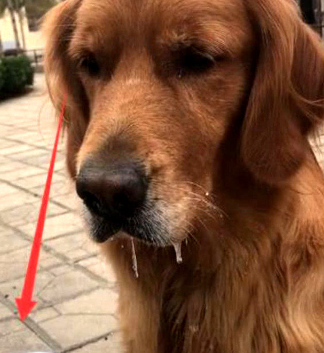 吃客金毛狗狗以便一杯酸奶，馋的口水飞流直下，一看地面上主人家笑抽了