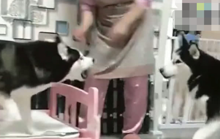主人教训二哈另一只小狗来帮助,还没有开始就怂了,主人家:真不起作用 主人教训二哈另一只小狗来帮助,还没有开始就怂了,主人家:真不起作用