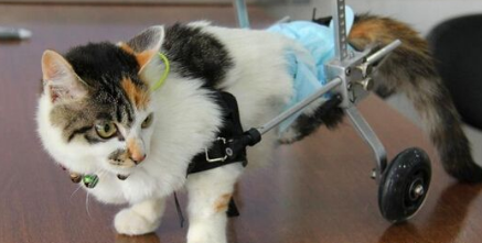 “猫坚强”摘除内脏 装假肢学走路
