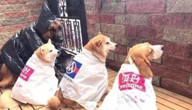 主人给狗子制做雨披,一套还比一套时尚潮流,德牧的女巫装最有趣 主人给狗子制做雨披,一套还比一套时尚潮流,德牧的女巫装最有趣