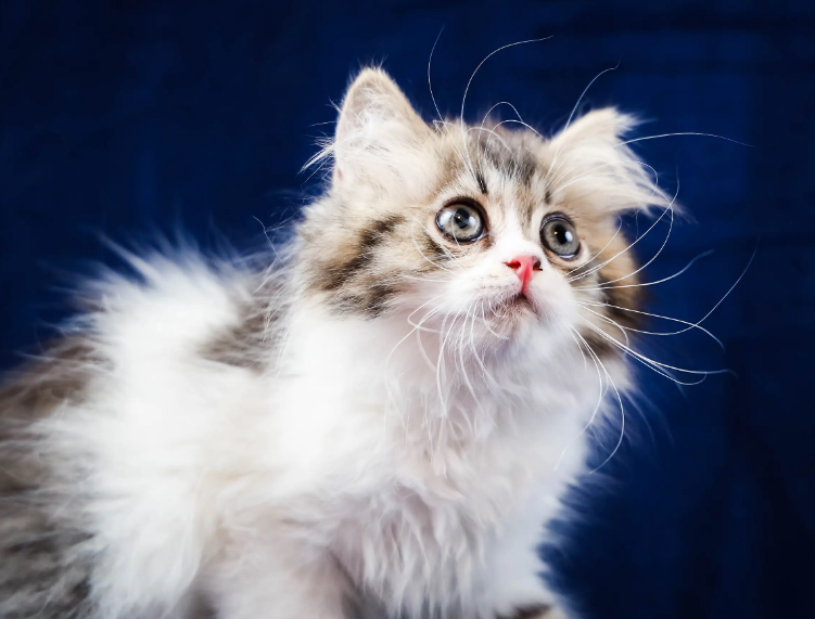 从进口粮换成伟嘉猫粮,感觉挖到了“宝藏” 从进口粮换成伟嘉猫粮,感觉挖到了“宝藏”