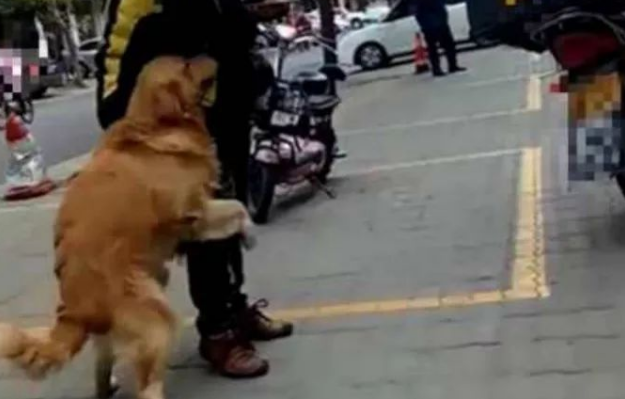 铲屎官常常点外卖，金毛走在路上认出来外卖小哥，兴奋便是一顿猛扑
