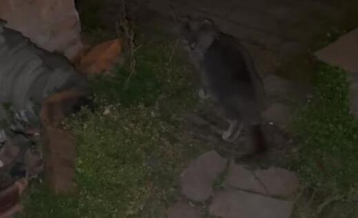 英短蓝猫一个人呆在空荡荡的屋子里，我想守着你的家