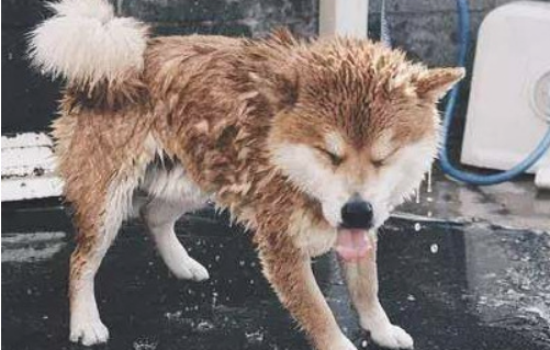 柴犬洗澡没忘记耍帅,谁抢镜头跟谁急,这一幕把人都逗翻了! 柴犬洗澡没忘记耍帅,谁抢镜头跟谁急,这一幕把人都逗翻了!