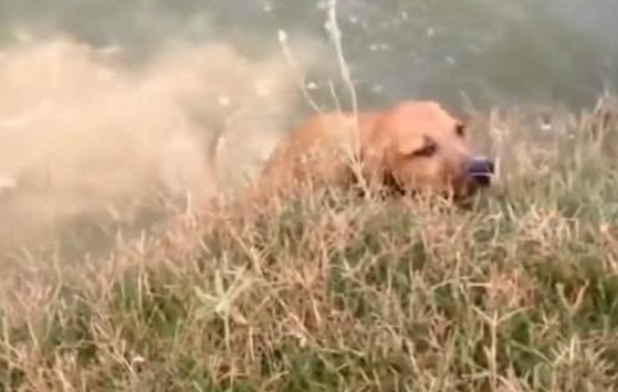 狗狗被骂出走，坐着小河边翻滚出气，一不小心竟把自己坑惨了