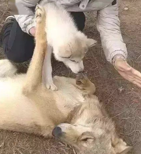 哈士奇第一次遇到狼，没想到狼竟然被吓住哆嗦