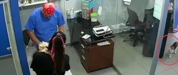 主人家带小狗去接种疫苗，猫咪认为狗哥被欺负，立即怀着医生咬