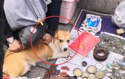 狗狗冲撞古玩摊,撞碎3只瓷器,主人:狗赔给你 狗狗冲撞古玩摊,撞碎3只瓷器,主人:狗赔给你