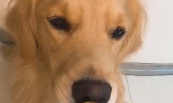 狗狗被主人捉弄，苹果到嘴上不能吃，結果狗狗生气了！