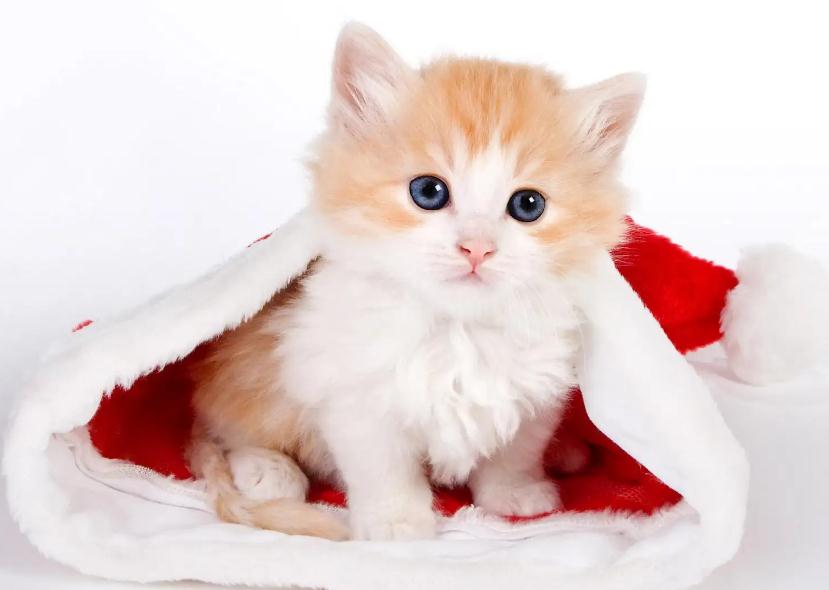 猫藓用什么药