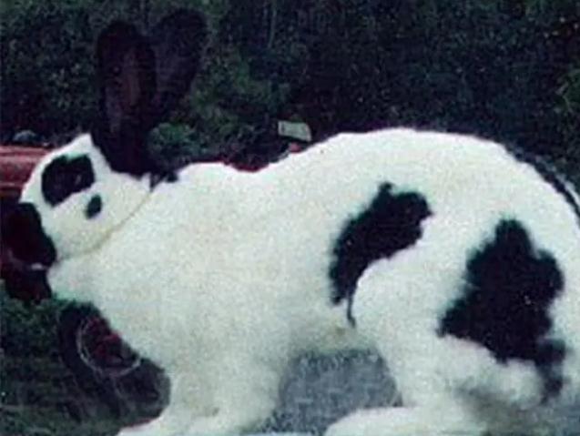巨型格仔兔如何饲养