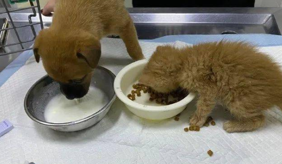 准备把小奶猫和小狗狗分开送养，但看到这一幕后…人们改变了主意！ 