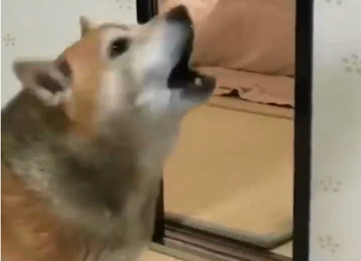 换新碗柴犬气坏掉,把饭盆一口摔在地面上:那么小的碗,欺骗狗呢