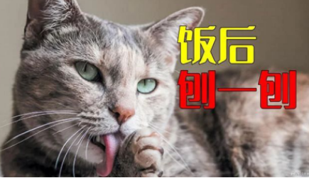 无语子!我家猫竟然对着法米娜猫粮“埋屎”! 无语子!我家猫竟然对着法米娜猫粮“埋屎”!