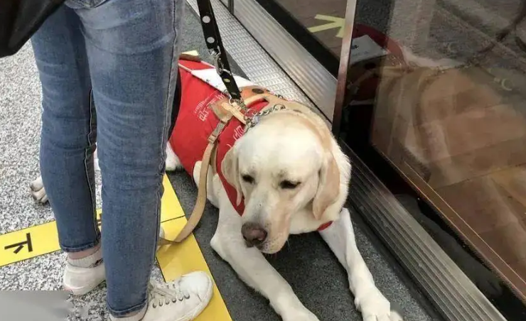 因怕伤人，导盲犬被拒绝乘坐地铁，导盲犬真的会咬人吗？
