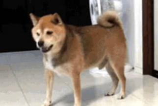 主人忘掉给柴犬喂食，柴犬气的丢碗，甩碗的姿势笑到主人肚子痛