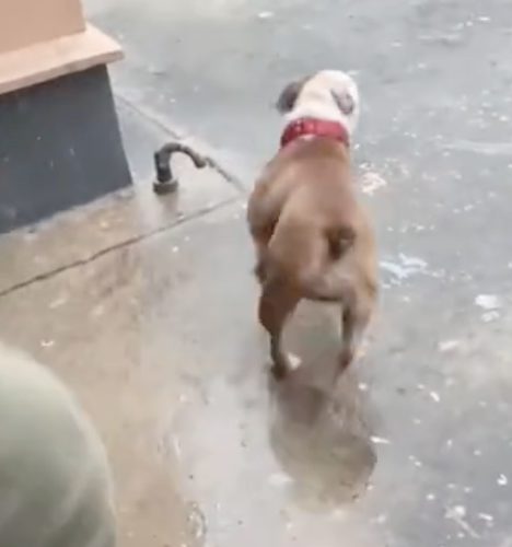 下暴雨了狗狗还需要外出,可是刚跑出去就小碎步回家了,好搞笑幽默! 下暴雨了狗狗还需要外出,可是刚跑出去就小碎步回家了,好搞笑幽默!