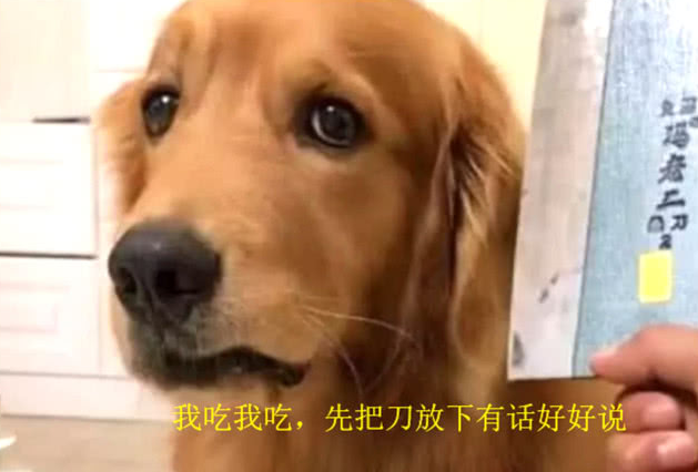 主人喂金毛吃药,它不顾一切抵御,展示武器装备后小狗的表情让人笑喷 主人喂金毛吃药,它不顾一切抵御,展示武器装备后小狗的表情让人笑喷