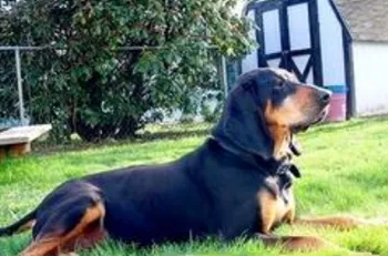 怎样训练黑褐猎浣熊犬躺下?掌握这些要领就很轻松! 怎样训练黑褐猎浣熊犬躺下?掌握这些要领就很轻松!