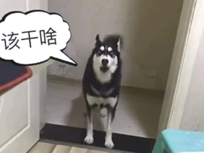 铲屎官迟迟不煮饭，哈士奇差点儿贴近奔溃