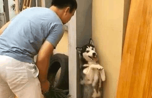 哈士奇这货又撕家了气的我拔起一片绿萝就追結果哈士奇一瞬间变妩媚动人秒承认错误