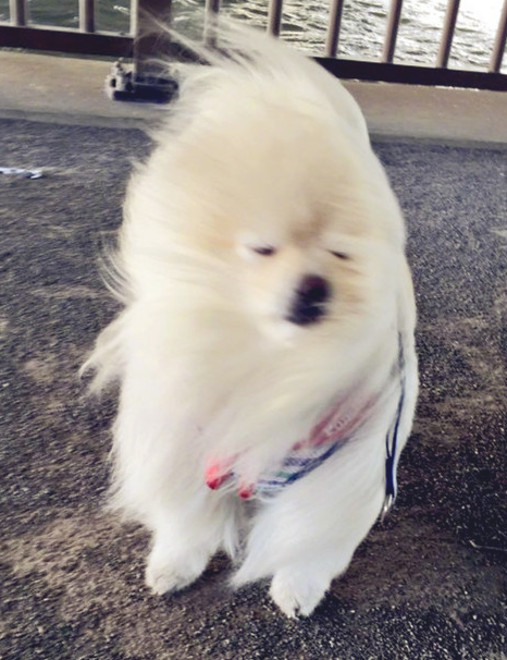 小博美在风里被吹进形变，却莫名其妙变成网络红人，网民：羡慕嫉妒狗子头发！