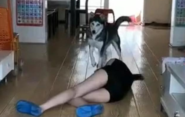 女主人装作昏倒，要想看一下哈士奇是不是会援救，結果却被二哈气哭