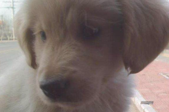 主人愤然出走，金毛叼着一个物品追来，细心一看我笑了！