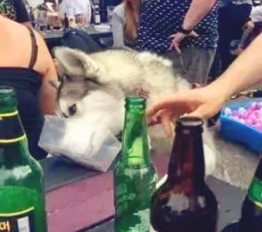 哈士奇想趁主人不留意，尝一尝酒是什么味