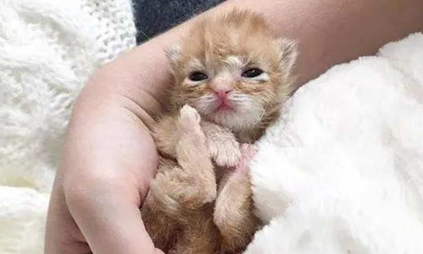 捡到猫妈妈不见的新生幼猫 网友细心照顾长大_宠界新闻