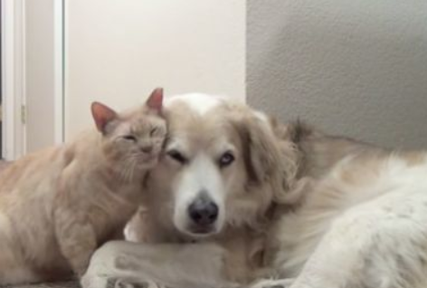 喵星人陪伴受伤的宠物犬非常的有爱