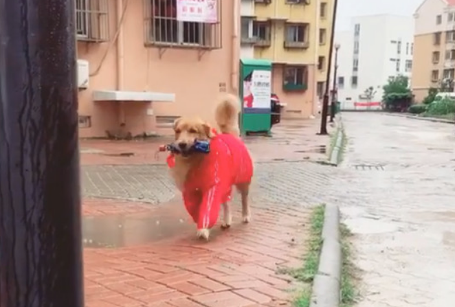 外边下起暴雨，金毛连夜给下班了的主人送去折叠伞，主人兴奋地落下来泪水