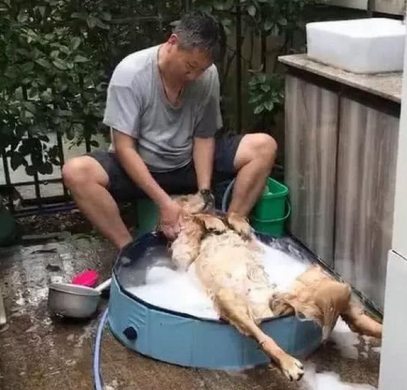 主人带到只金毛,家中爸爸极为发对,几个月后爸爸作法令人发脾气 主人带到只金毛,家中爸爸极为发对,几个月后爸爸作法令人发脾气