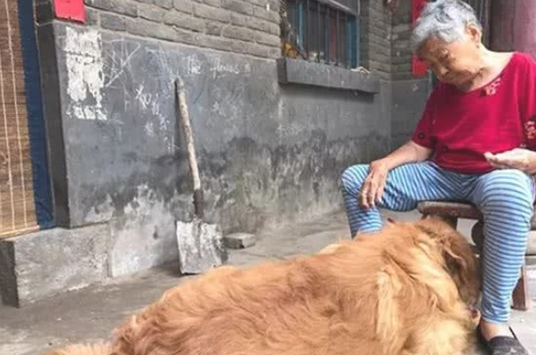 十多斤重的金毛,在奶奶收留下变上一百斤! 十多斤重的金毛,在奶奶收留下变上一百斤!