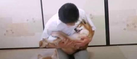 见到这只临死前勤奋摇尾巴感激主人的柴柴,一瞬间泪崩了……