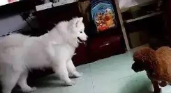 小泰迪妈妈见到小孩被萨摩耶欺压，冲到萨摩耶眼前就需要和它干仗