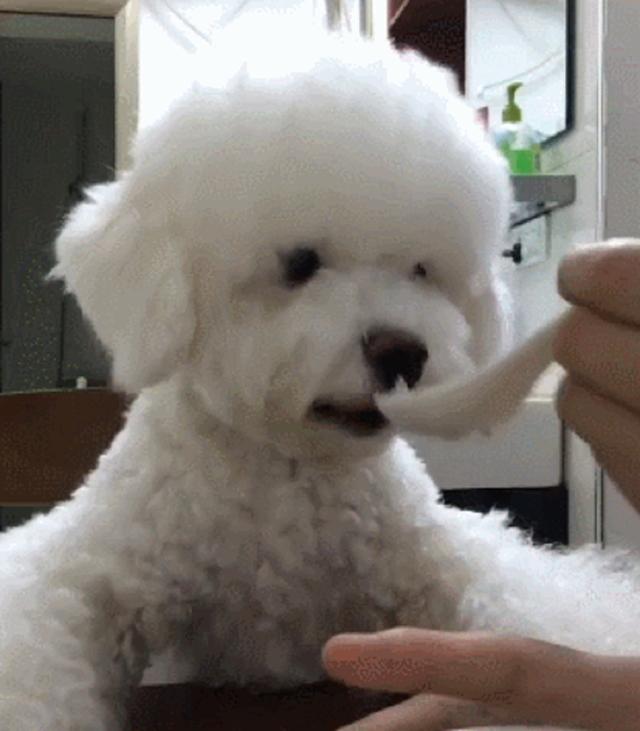 用小勺给狗狗喂饭就被斥责，为什么训犬师却立在主人这里？