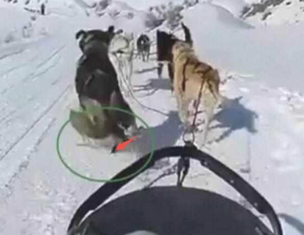二哈已经拉雪橇，忽然内急憋不住要便捷，它的行为让主人差点儿笑岔气