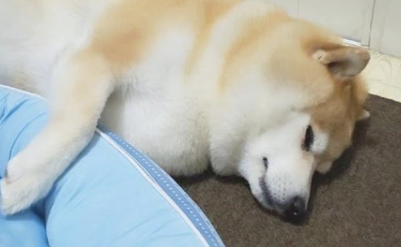 主人给柴犬买来新狗窝，它却分毫不高兴，狗：我还是喜爱睡木地板！