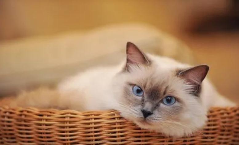 小猫拉白色粘稠液体是怎么回事