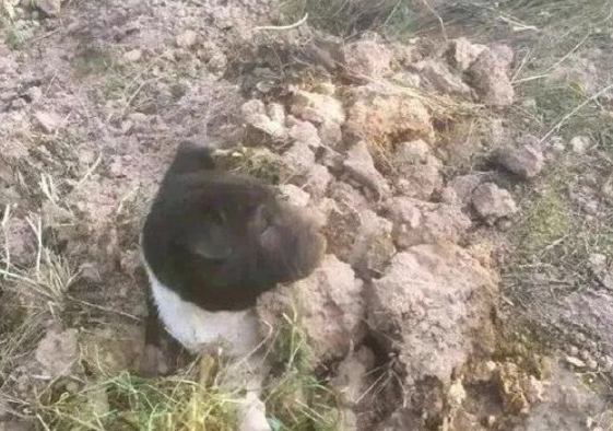 网友好心的把一只流浪犬的遗体埋了，結果……狗子：有毛病吧你？
