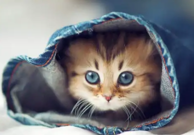 猫拉屎最后带血是怎么回事
