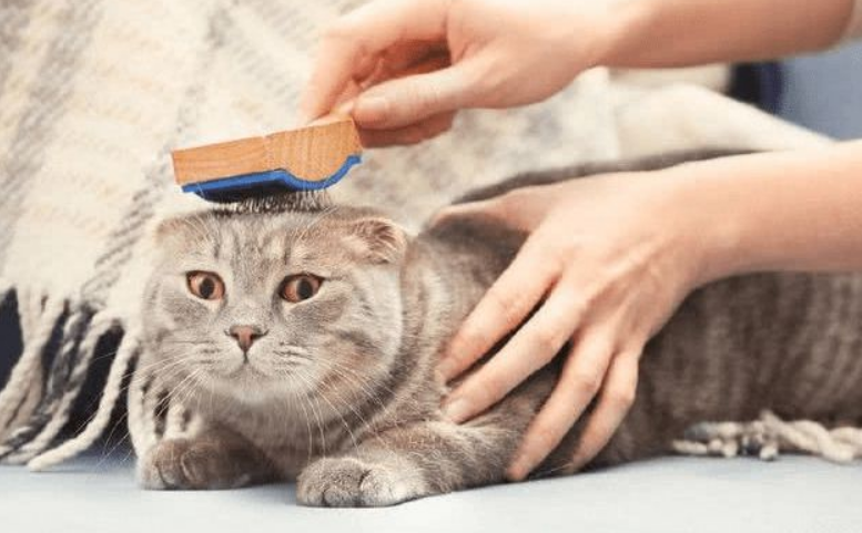猫咪掉毛原因多 卡比猫粮添加Omega 6 & Omega 3让毛发更漂亮 猫咪掉毛原因多 卡比猫粮添加Omega 6 & Omega 3让毛发更漂亮