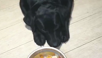 主人家做饭给小狗干了一顿饭，没想到被嫌弃了，主人家大吼：摆头代表什么意思！
