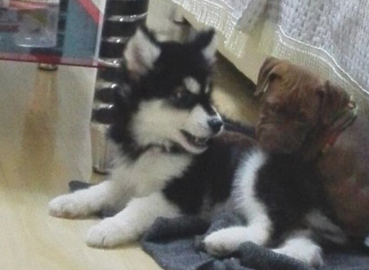 二哈摇身一变化身为军犬,狗生做到巅峰之战 二哈摇身一变化身为军犬,狗生做到巅峰之战