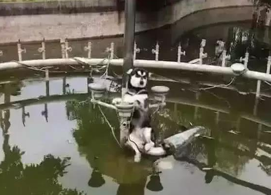 哈士奇受困在音乐喷泉池正中间，网民，这货究竟怎么进去的
